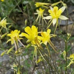 Golden Spur Columbine -Perennial Zone golden spur columbine aquilegia