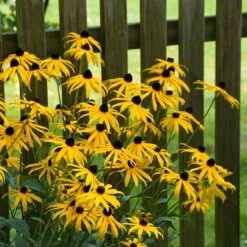 Goldsturm Black Eyed Susan -Perennial Zone goldstrum black eyed susan 2