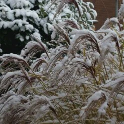 Gracillimus Miscanthus Grass -Perennial Zone gracillimus miscanthus grass