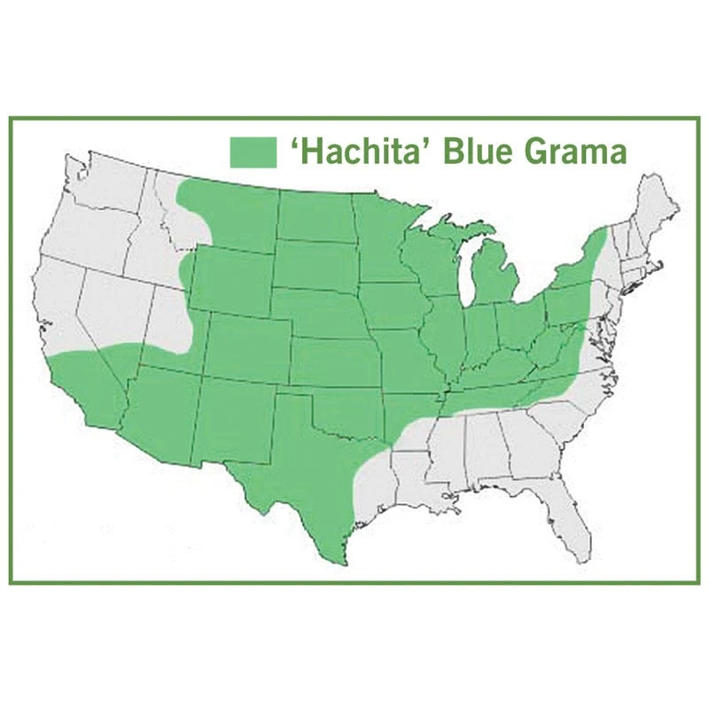 Hachita Blue Grama Grass Plugs 4 Hachita Blue Grama Grass Plugs - Image 4