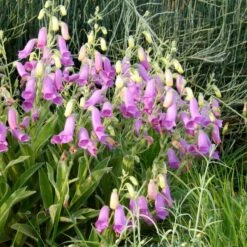 Spanish Peaks® Foxglove -Perennial Zone hblvz51 digitalis thapsi spanish peaks 2