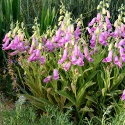Spanish Peaks® Foxglove -Perennial Zone hblvz51 digitalis thapsi spanish peaks