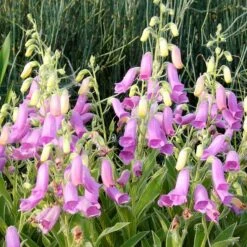 Spanish Peaks® Foxglove -Perennial Zone hblvz51 digitalis thapsi spanish peaks 3