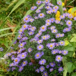 Native Dry Area Wildflower Seed Mix 13 Native Dry Area Wildflower Seed Mix -Perennial Zone hcg dry area mix aster
