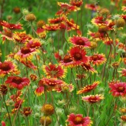 Native Dry Area Wildflower Seed Mix 9 Native Dry Area Wildflower Seed Mix -Perennial Zone hcg dry area mix blanketflower
