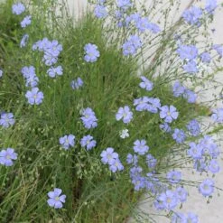 Native Dry Area Wildflower Seed Mix 10 Native Dry Area Wildflower Seed Mix -Perennial Zone hcg dry area mix flax