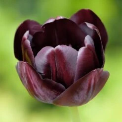 Queen Of The Night Single Late Tulip 5 Queen Of The Night Single Late Tulip -Perennial Zone hcg single late tulip queen of the night