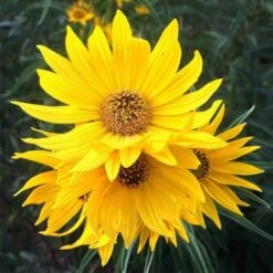 Santa Fe Maximilian's Sunflower (Helianthus) -Perennial Zone hcgsp15jackganse 23526409 helian