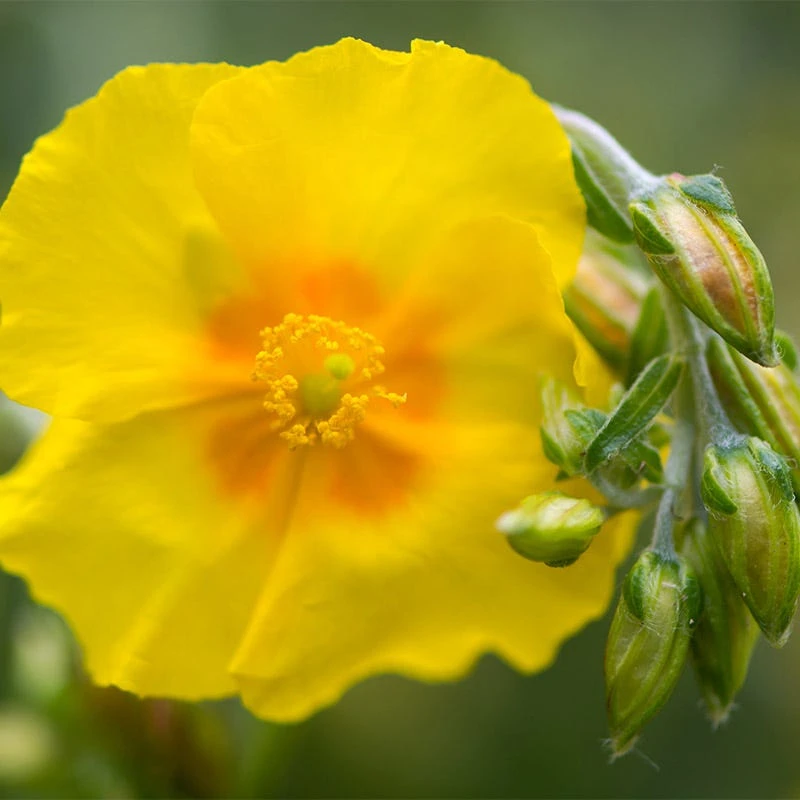 Ben Fhada Rock Rose (Helianthemum) 3 Ben Fhada Rock Rose (Helianthemum) - Image 3