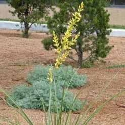 Yellow Flowering Texas Yucca (Hesperaloe) -Perennial Zone hesperaloe parviflora yellow flower