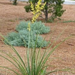 Yellow Flowering Texas Yucca (Hesperaloe) -Perennial Zone hesperaloe parviflora yellow plant and flower