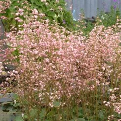Weston Pink Coral Bells 5 Weston Pink Coral Bells -Perennial Zone heuchera weston pink coral bells