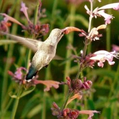 Agastache Rupestris -Perennial Zone hummingbird agastache rupestris robert latham ca 2 1 4