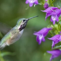 Pike's Peak Purple® Penstemon -Perennial Zone hummingbird penstemon pikes peak 75797p
