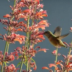Agastache Rupestris -Perennial Zone hummingbirdandagastache rupestris