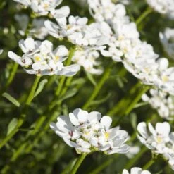 Purity Dwarf Candytuft (Iberis) -Perennial Zone iberis sempervirens purity dwarf candytuft 59555 1 1