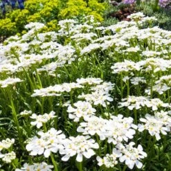 Purity Dwarf Candytuft (Iberis) -Perennial Zone iberis sempervirens purity dwarf candytuft 59555 2.jpg 1