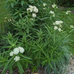 Ice Ballet Swamp Milkweed -Perennial Zone ice ballet 4