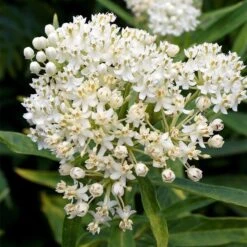Ice Ballet Swamp Milkweed -Perennial Zone ice ballet milkweed asclepias in