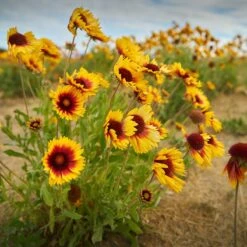 Dry Area Wildflower Seed Mix 9 Dry Area Wildflower Seed Mix -Perennial Zone indian blanket flower