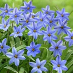 Jessie Spring Starflower 5 Jessie Spring Starflower -Perennial Zone ipheionjessie