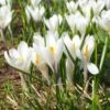 Joan Of Arc Dutch Crocus