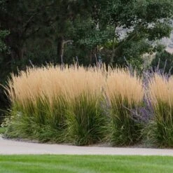 Karl Foerster Feather Reed Grass -Perennial Zone karl feorster feather reed grass 1