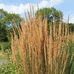 Karl Foerster Feather Reed Grass -Perennial Zone karl feorster feather reed grass 2