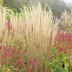 Karl Foerster Feather Reed Grass -Perennial Zone karl feorster feather reed grass 3