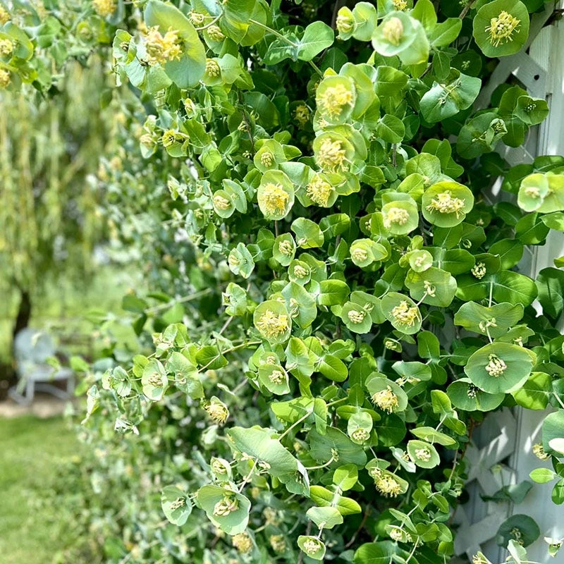 Kintzley's Ghost® Honeysuckle Vine 2 Kintzley's Ghost® Honeysuckle Vine - Image 2