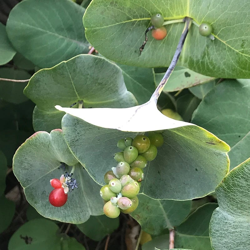 Kintzley's Ghost® Honeysuckle Vine 3 Kintzley's Ghost® Honeysuckle Vine - Image 3