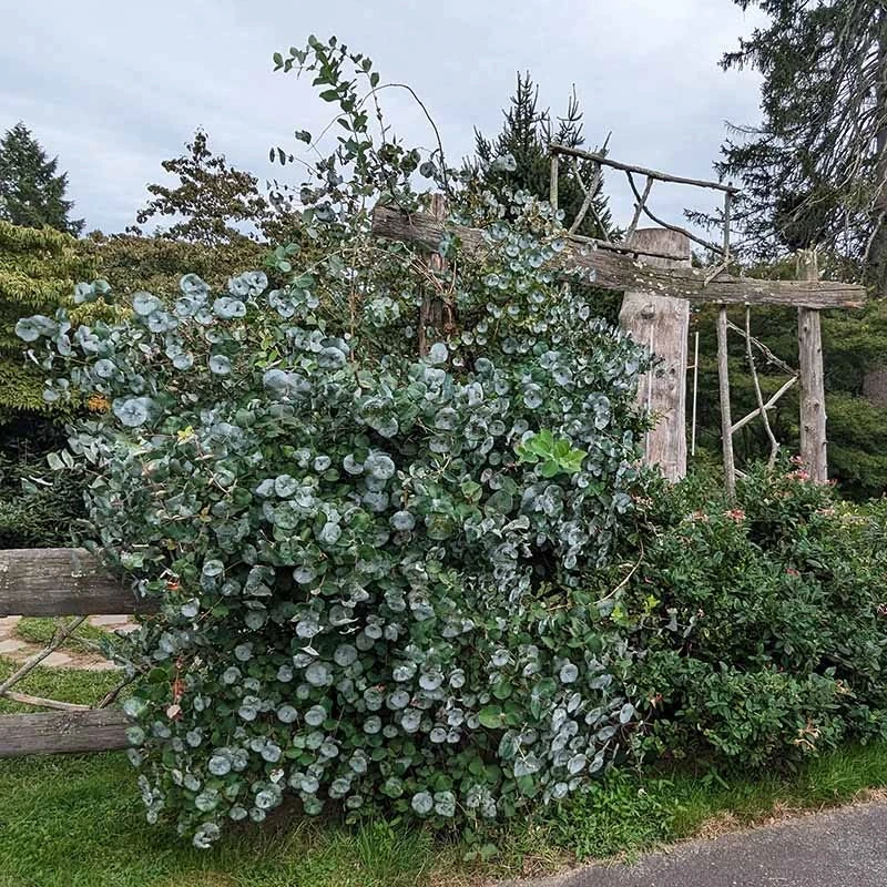 Kintzley's Ghost® Honeysuckle Vine 4 Kintzley's Ghost® Honeysuckle Vine - Image 4