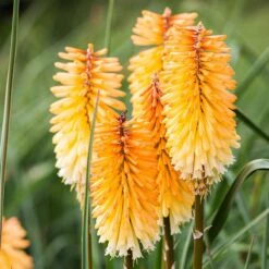 Dwarf Red Hot Poker -Perennial Zone kniphofia triangularis dwarf red hot poker