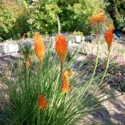 Dwarf Red Hot Poker -Perennial Zone kniphofia trangularis mike daavy