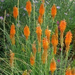 Perennial Zone -Perennial Zone kniphofia triangularis