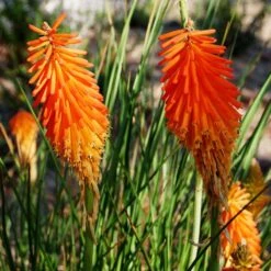 Dwarf Red Hot Poker -Perennial Zone kniphofia triangularis mike davvy