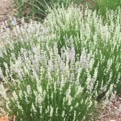 FlowerKisser® Delft Blue & White English Lavender -Perennial Zone lavandula angustifolia flowerkisser delft blue and white flowers