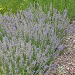 FlowerKisser® Delft Blue & White English Lavender -Perennial Zone lavandula angustifolia flowerkisser delft blue and white whole plant garden