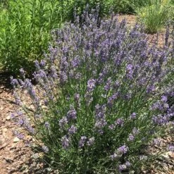 FlowerKisser® Delft Blue & White English Lavender -Perennial Zone lavandula angustifolia flowerkisser delft blue white flowers