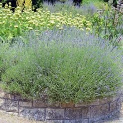 Perennial Zone -Perennial Zone lavandula angustifolia phlomis russeliana lampwick plant