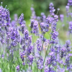 Vera English Lavender -Perennial Zone lavandula angustifolia vera
