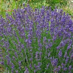 Vera English Lavender -Perennial Zone lavandula angustifolia vera cc 1