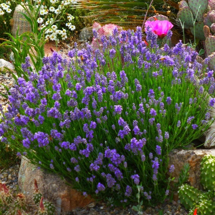 Wee One Dwarf English Lavender 2 Wee One Dwarf English Lavender - Image 2