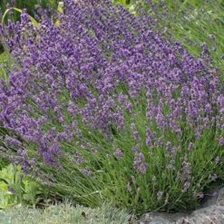 Buena Vista English Lavender -Perennial Zone lavandula buena vista lavender garden 2