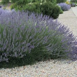 Grosso French Lavender -Perennial Zone lavandula grosso 63152 web 3 1 1