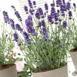 Hidcote Blue English Lavender 5 Hidcote Blue English Lavender -Perennial Zone lavandula hidcote lavender pot 1