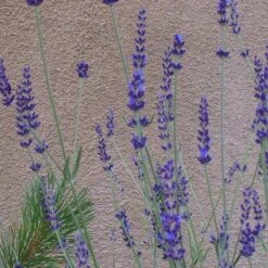 Gros Bleu French Lavender -Perennial Zone lavandula inter gros bleu close up 1