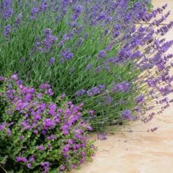 Dark Violet Skullcap (Scutellaria) -Perennial Zone lavandula pastor pride scutellaria violet cloud