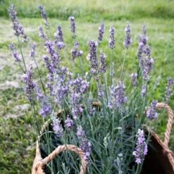 Sensational!â„¢ Lavender