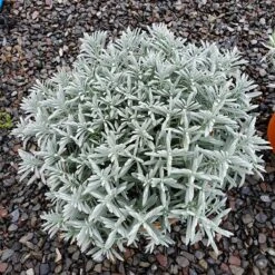 Sensational!™ Lavender 6 Sensational!™ Lavender -Perennial Zone lavandula sensational 1